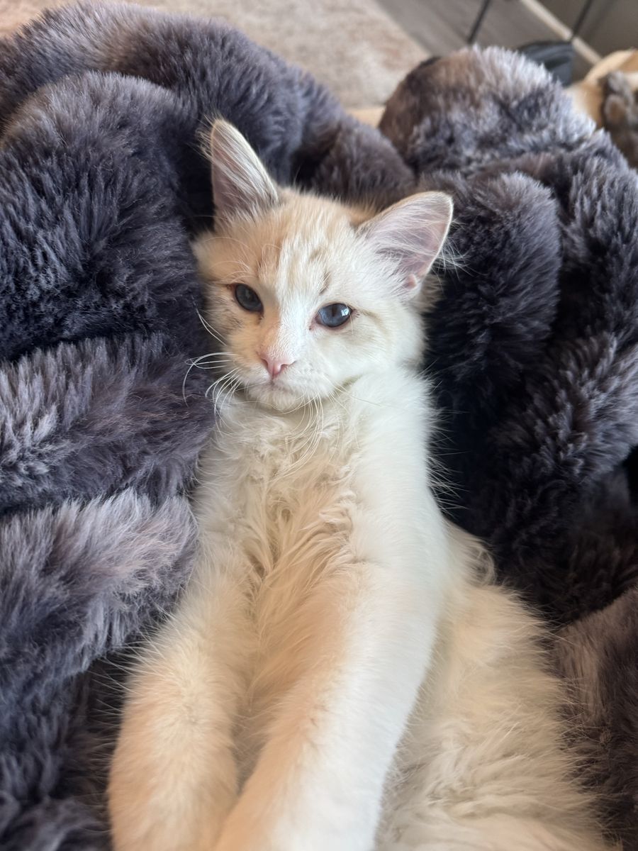 Ragdoll Kitten