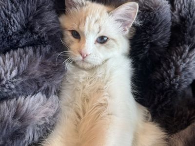 Ragdoll Kitten