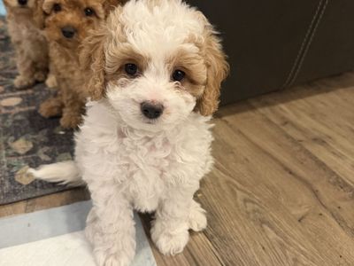 Mini Boy Cavapoo Ready To Go Home