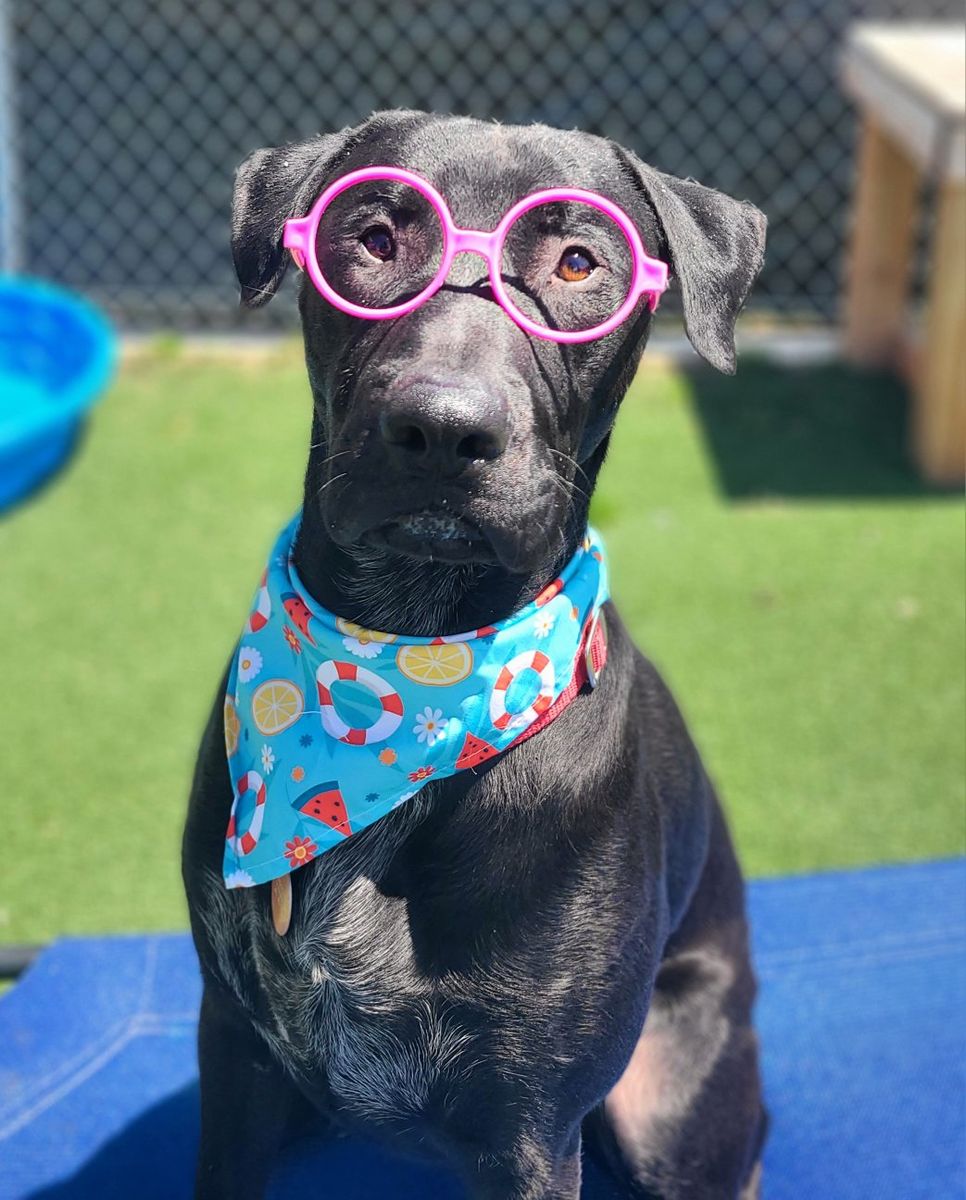 Adopt Dallin!