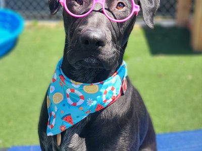 Adopt Dallin!