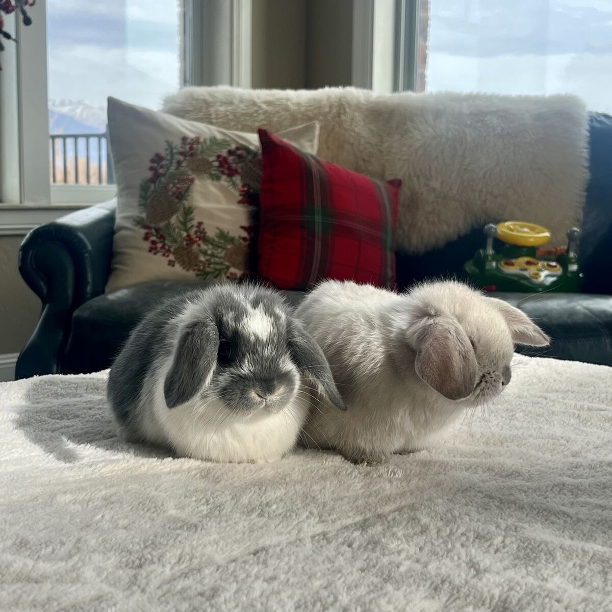 Baby Holland Lop bunny