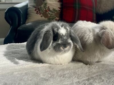 Baby Holland Lop bunny
