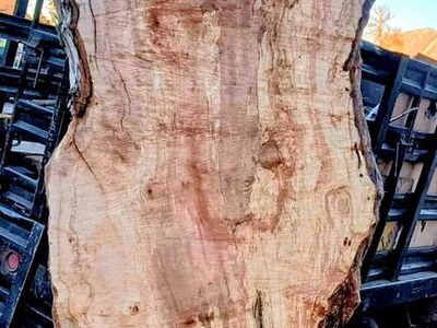 Highly figure Live edge Maple wood Slab