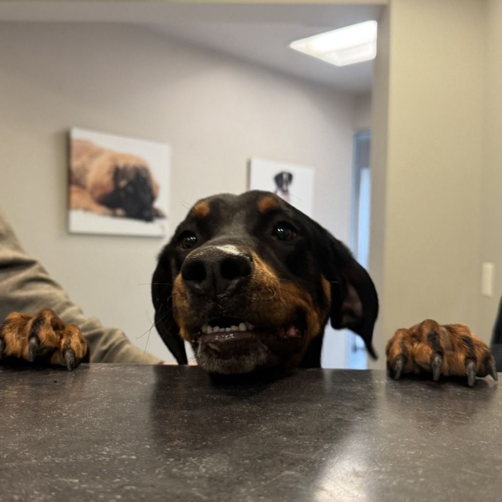 Hello my name is Rowdy