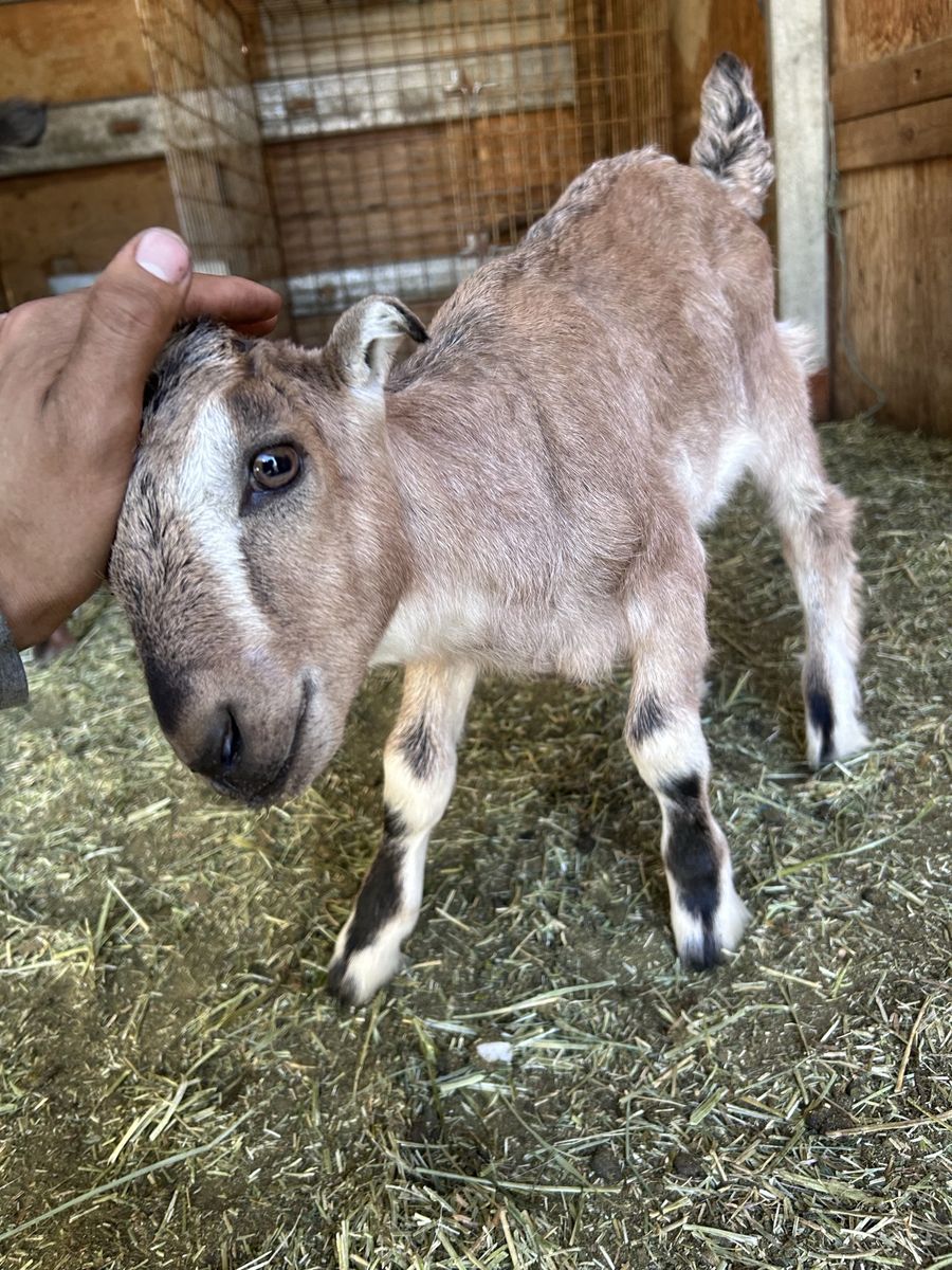 Baby Male Goat