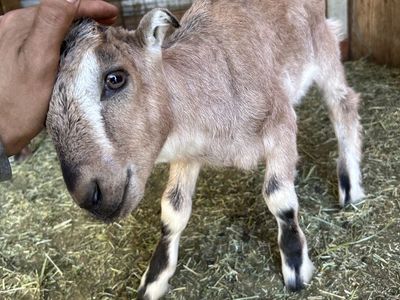Baby Male Goat