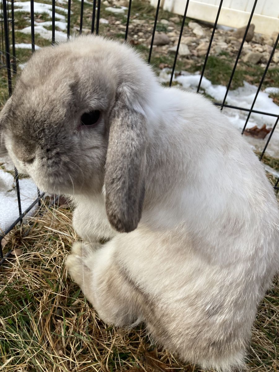 Cute male holland lop bunny