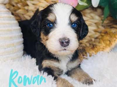 RARE BLUE EYED MULTI-GEN MICRO/MINI BERNEDOODLES