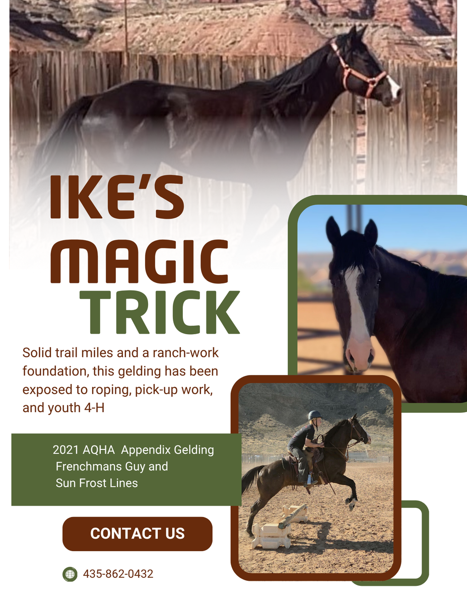 2021 AQHA Black Gelding