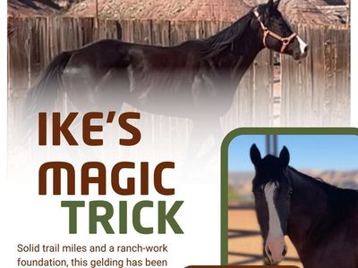 2021 AQHA Black Gelding