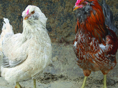 High Egg-Producing Chicks Available!