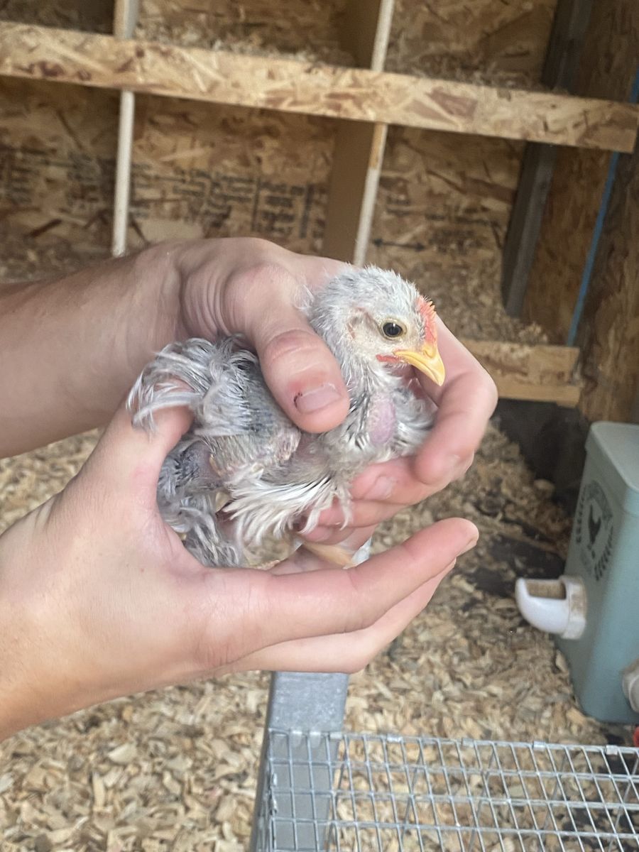 Free chickens
