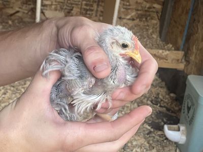 Free chickens