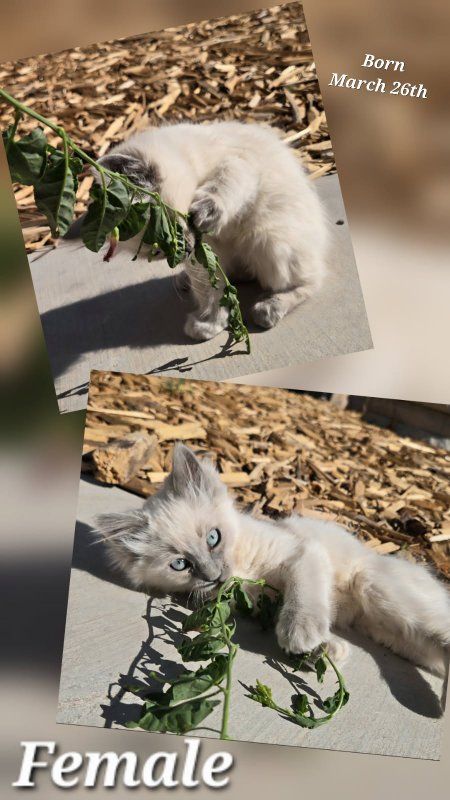 Kittens for sale!