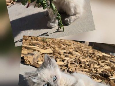 Kittens for sale!