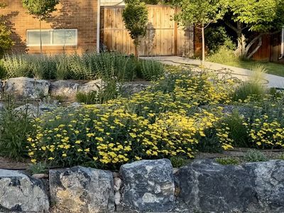 15 mature Achillea / Yarrow 'Moonshine' plants