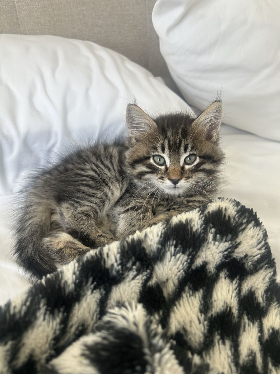 One Year Old Playful Cat