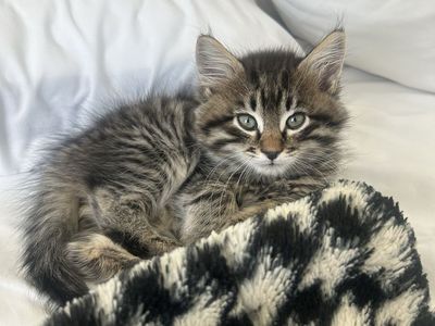 One Year Old Playful Cat