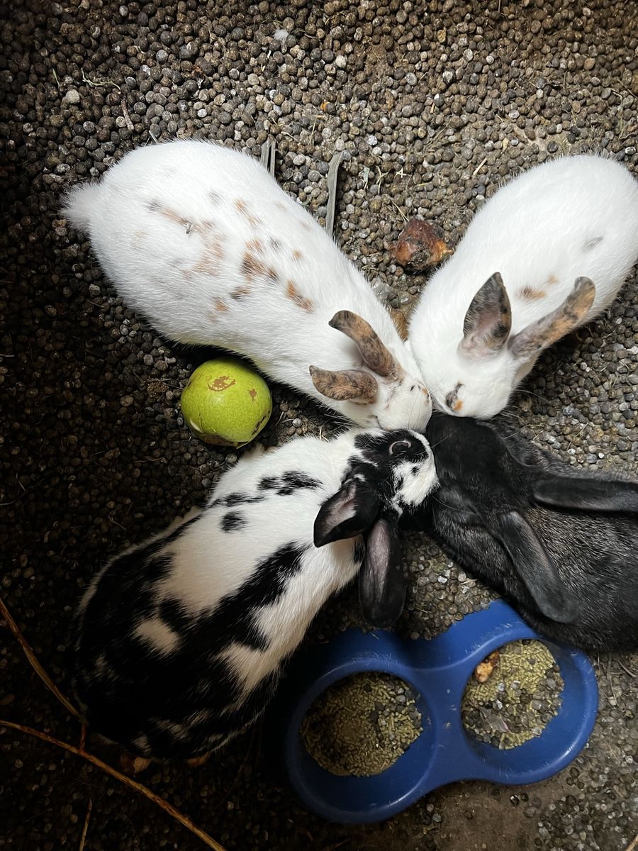 Group of Four Healthy Pet Rabbits - Various Colors