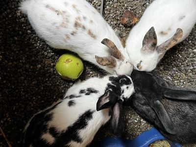 Group of Four Healthy Pet Rabbits - Various Colors