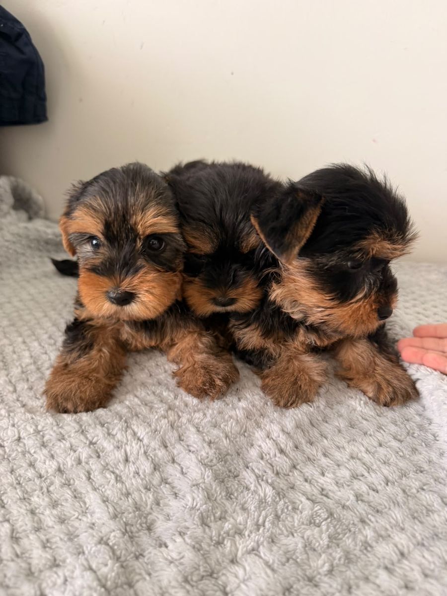Yorkshires pure breed