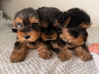Yorkshires pure breed