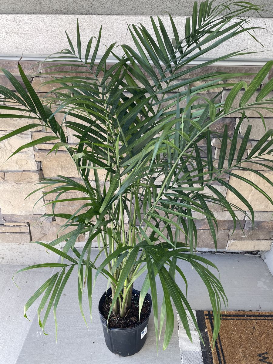 Majesty palm house plant