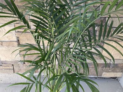 Majesty palm house plant