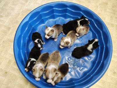 AKC Pembroke Welsh Corgi Puppies