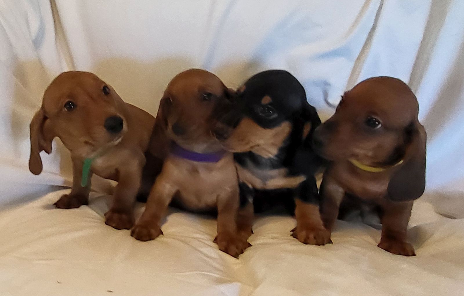 Dachshund Puppies AKC