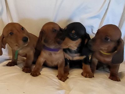 Dachshund Puppies AKC