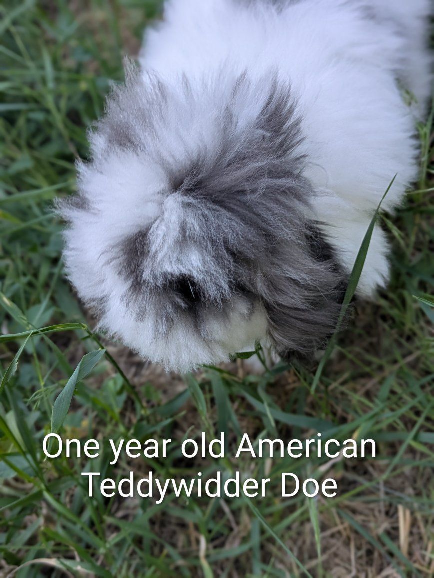 American Teddywidder Doe