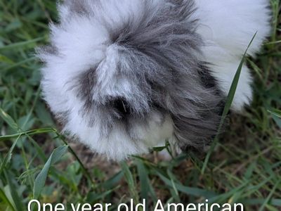 American Teddywidder Doe
