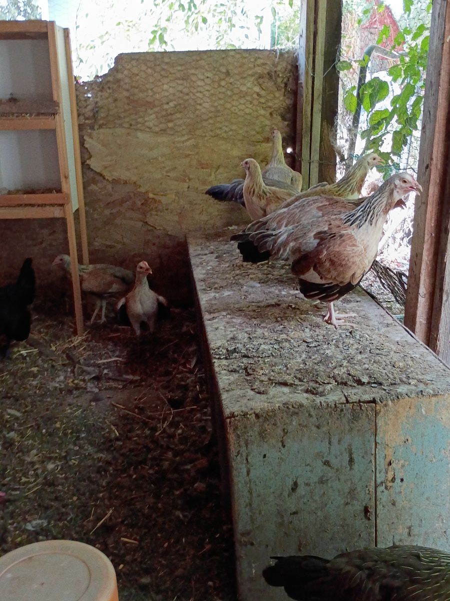 Gamefowl