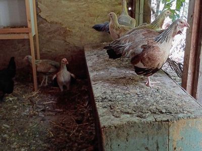 Gamefowl
