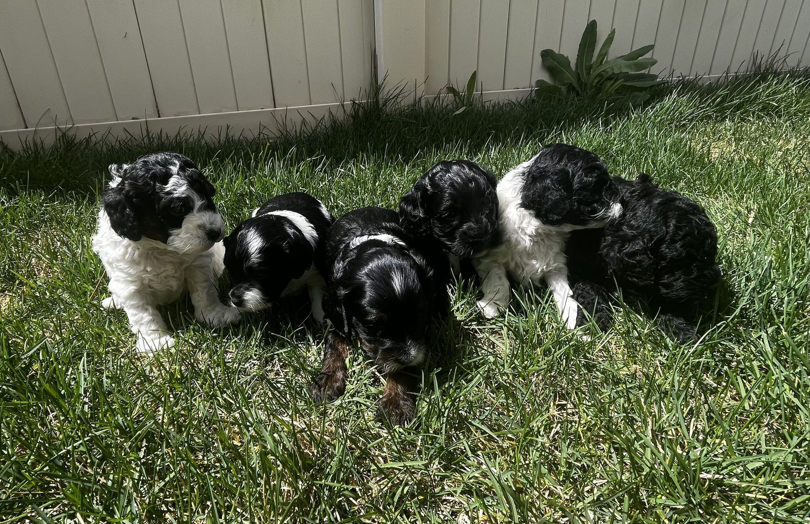 F1b Cockapoo Puppies – Family Raised, Hypoallergenic, Small Size (Ready Soon!)