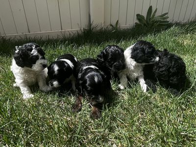 F1b Cockapoo Puppies – Family Raised, Hypoallergenic, Small Size (Ready Soon!)