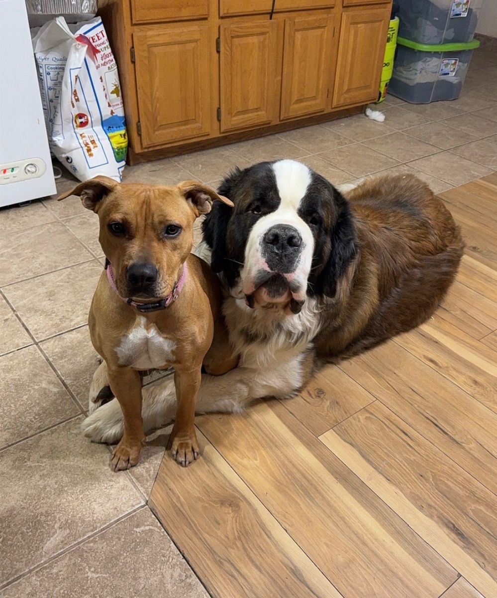 Pit bull “free” for re-homing