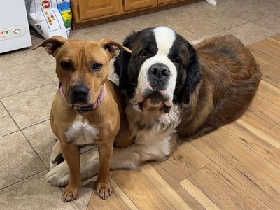 Pit bull “free” for re-homing