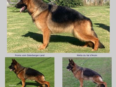 AKC German Shepherds Puppies
