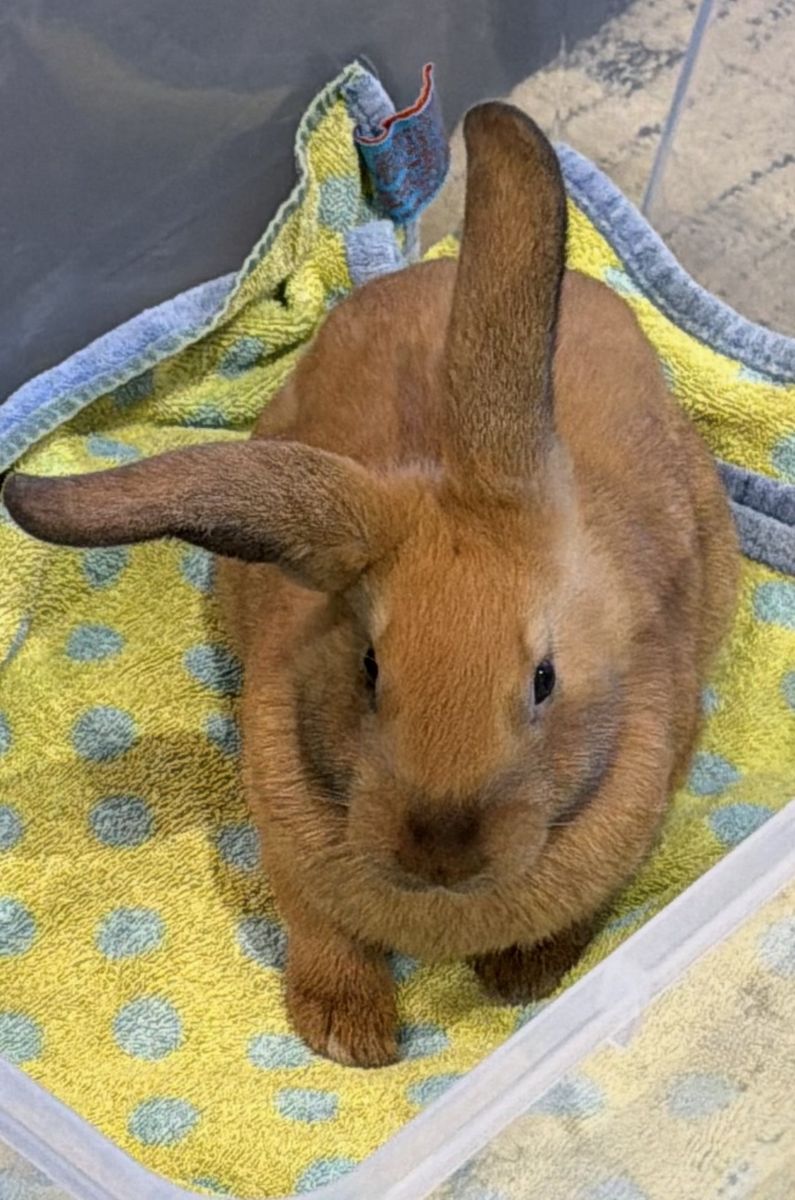 Holland Lop Dwarf Rabbit