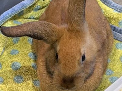 Holland Lop Dwarf Rabbit