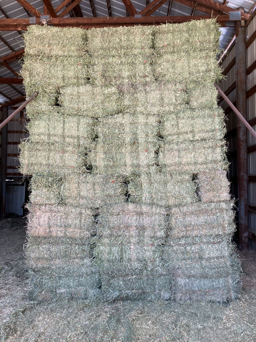 Hay (clean)