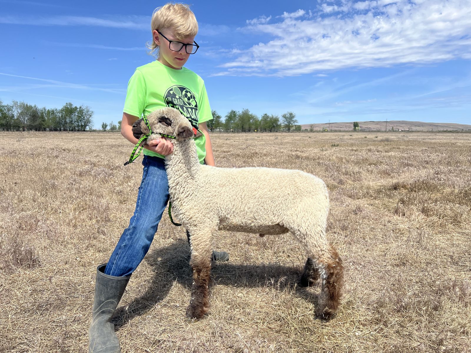 Market lamb/commercial ram lamb/club lamb