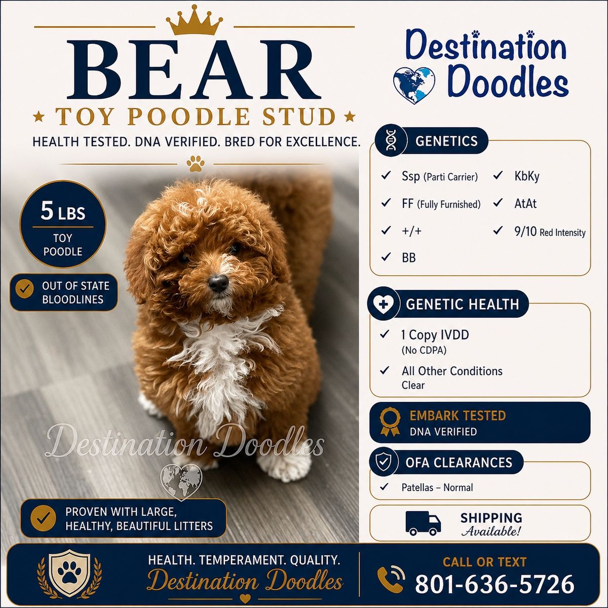Darling 5lb Toy Poodle Stud from Out of State! New bloodlines