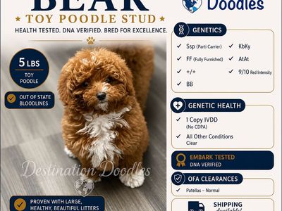Darling 5lb Toy Poodle Stud from Out of State! New bloodlines