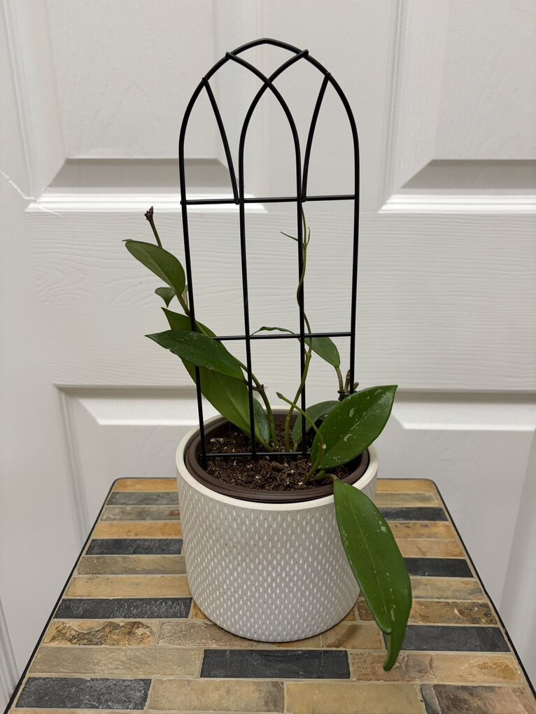 Hoya Splash in 5 ceramic pot with metal trellis