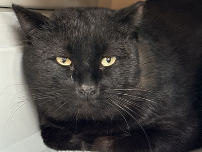 Hello my name is Tokyo