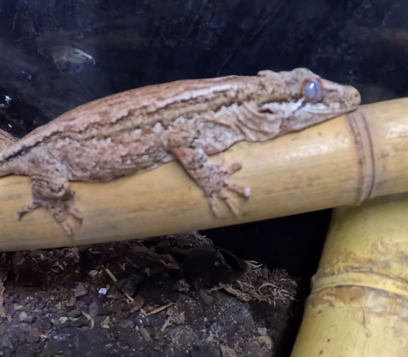 Adult Female Gargoyle Gecko
